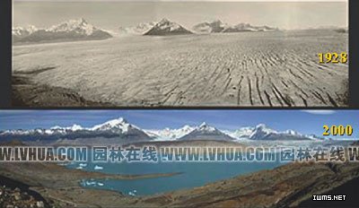 全球氣候變化下的植物響應(yīng)