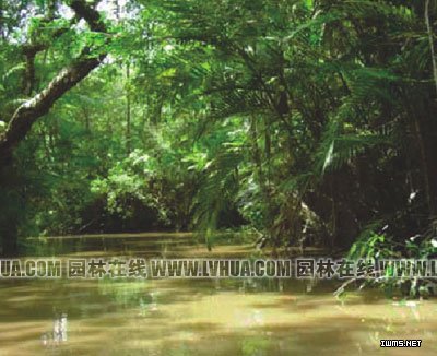 南美亞馬孫盆地