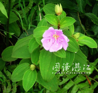 野牡丹