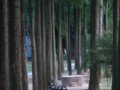 第二屆中國(guó)城市森林論壇召開 建生態(tài)化城市