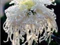 風(fēng)飄雪月(圖)