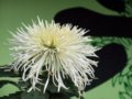 白玉針(圖)