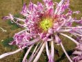紫蕊宮(圖)