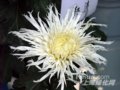 千手觀音(圖)