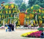 上海：金秋都市森林菊花展進入最佳賞花期(組圖)
