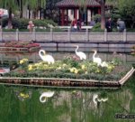 蕭山：35000盆菊花扮靚江寺公園(圖)