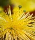 開放在唐詩里的菊花(圖)