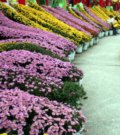懸崖菊栽培要點(圖)