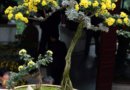 菊花盆景制作(圖)
