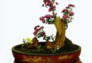 菊花盆景的造型分類及制作(圖)