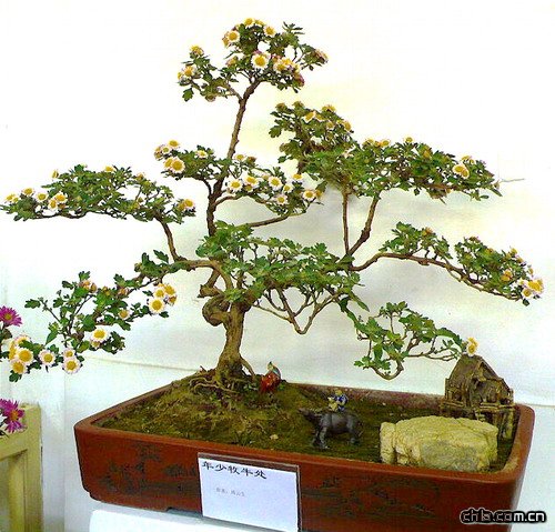 08年北海菊展內(nèi)菊花盆景欣賞(組圖)