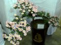 08年北海菊展內(nèi)菊花盆景欣賞(組圖)