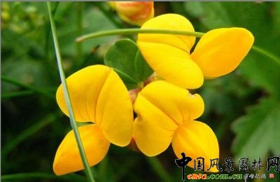 百脈根