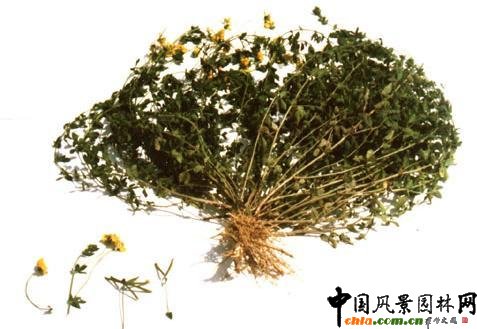 百脈根