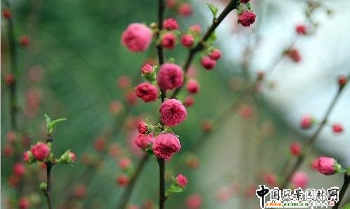 踏雪尋梅 梅花風(fēng)景圖片總集賞析(組圖)