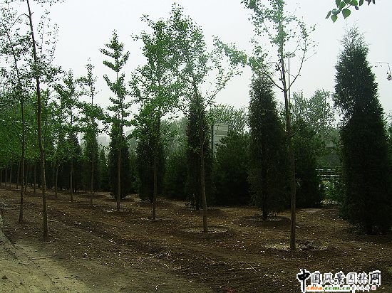 首都機(jī)場(chǎng)彩虹路