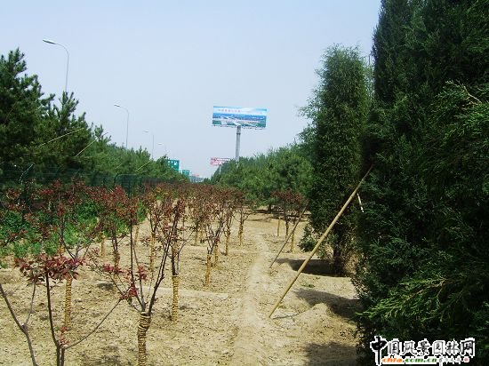 首都機(jī)場(chǎng)小葡萄地