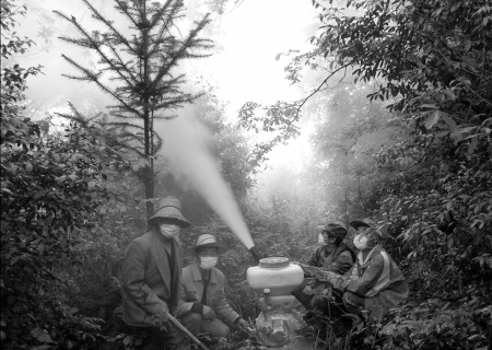 達州：蜀柏毒蛾來勢兇猛 11萬畝柏樹遭蟲災