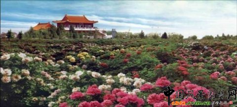 曹州牡丹園大田牡丹