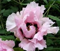 西安世園會珍貴植物展示二:紫斑牡丹