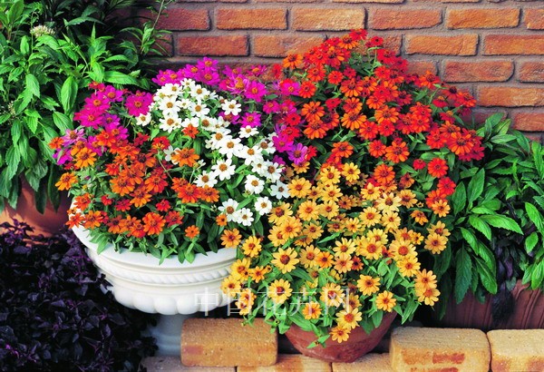 百日草 栽培 植物