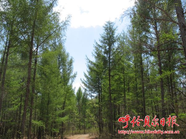 城市 園林 內蒙 扎蘭屯市 創建 國家級森林城市 中國風景園林網