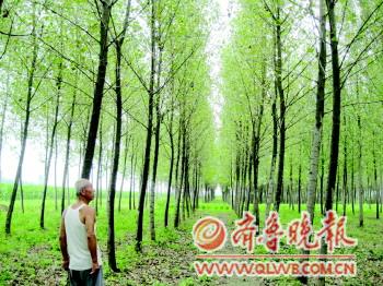 山東 楊樹 蟲害