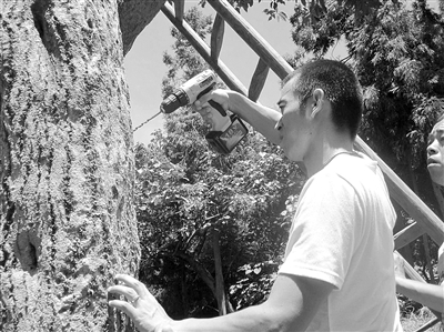 溫州 園林 桂花