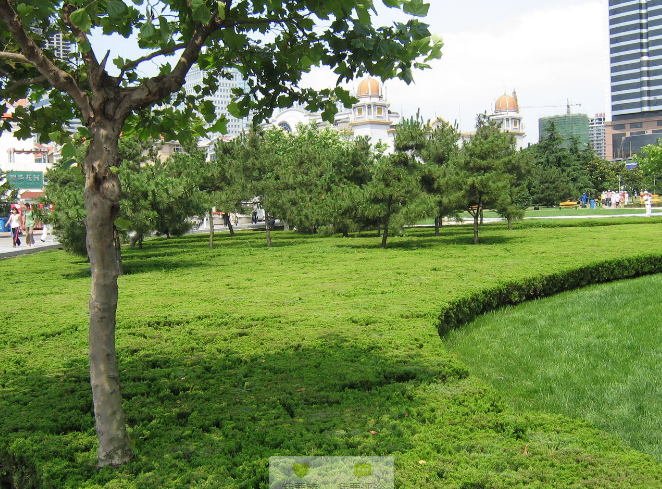魯班獎(jiǎng)  景觀 展示 青島 五四廣場(chǎng) 中國(guó)風(fēng)景園林網(wǎng)