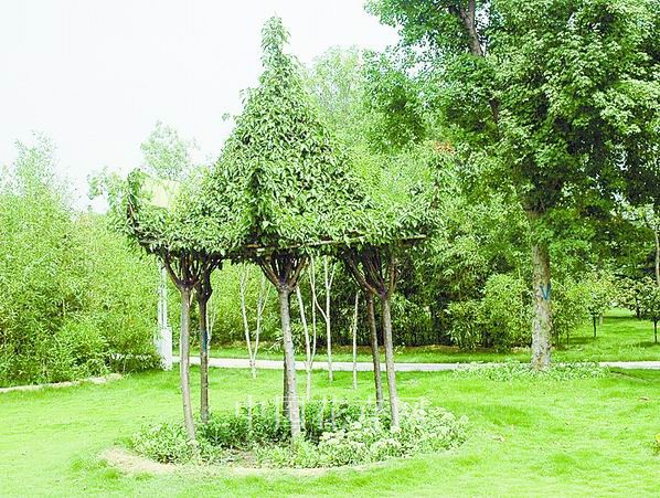 鄭州 植物園 造型