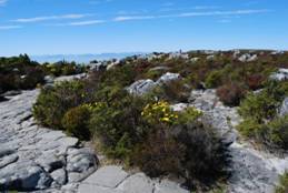 中國(guó)風(fēng)景園林網(wǎng) ifla 風(fēng)景園林師