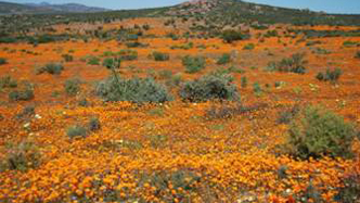 中國(guó)風(fēng)景園林網(wǎng) ifla 風(fēng)景園林師