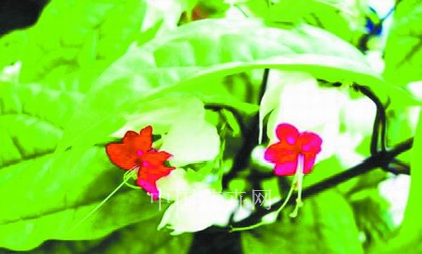 引種 廈門(mén) 園林
