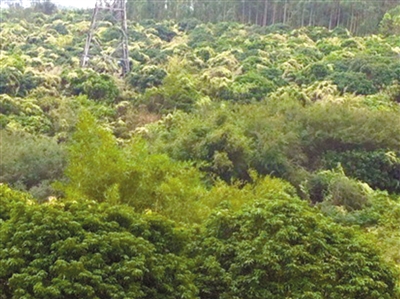 薇甘菊 珠海 植物殺手
