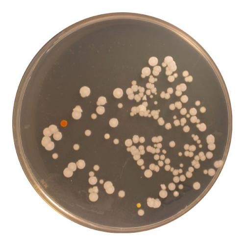 人類 肚臍 生物多樣性 中國風景園林網
