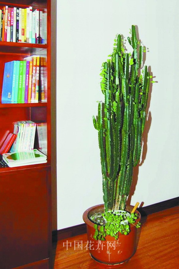 量天尺 病害 養護