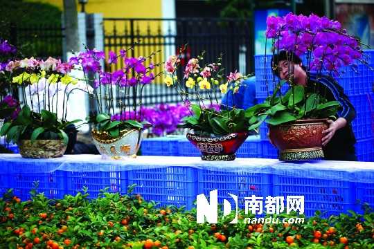 年桔 年宵花市 花卉種植 花卉銷售
