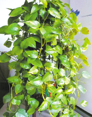 園藝師 室內養花 觀賞植物 