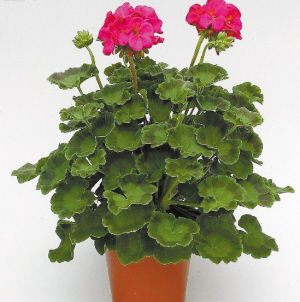 園藝師 室內養花 觀賞植物 