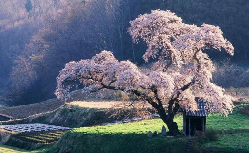 日本櫻花 中國風景園林網