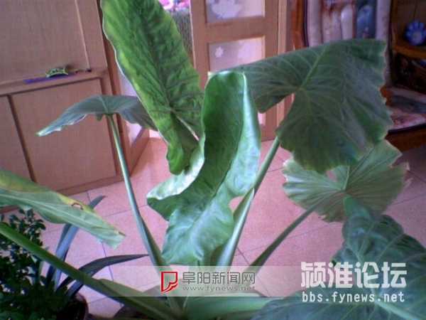 中國風景園林網(wǎng) 植物