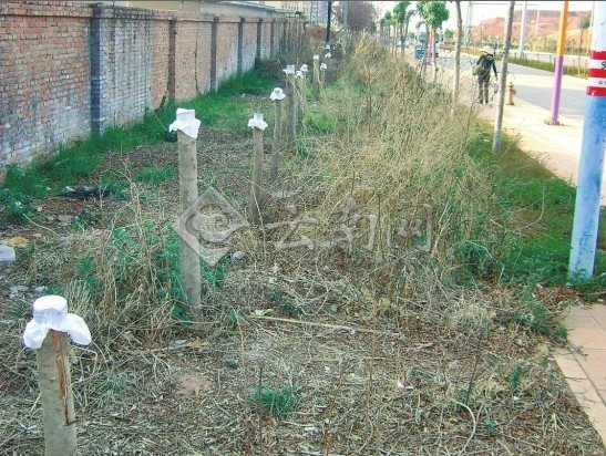 行道樹 病害 綠化