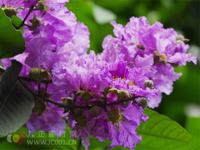 大葉紫薇病蟲(chóng)害