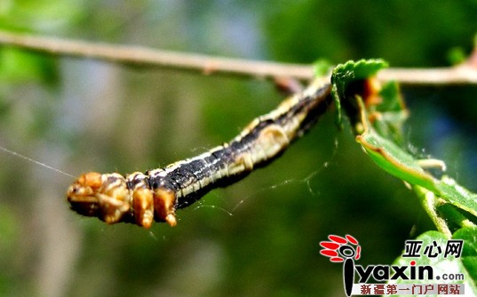 烏魯木齊 綠化 病蟲害