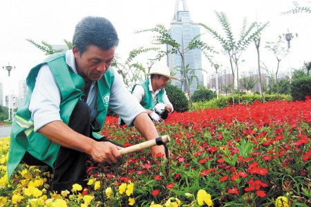 園林工人在岳麓大道綠化帶進(jìn)行花草補(bǔ)栽。