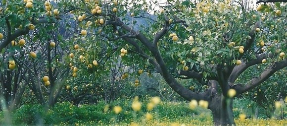 野蘋果林