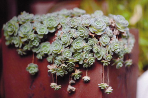 養(yǎng)花 養(yǎng)護(hù) 發(fā)財(cái)樹
