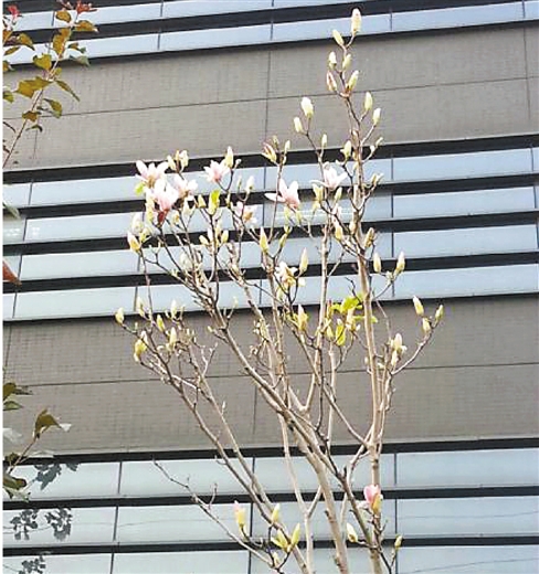 高溫干旱刺激植物反季生長