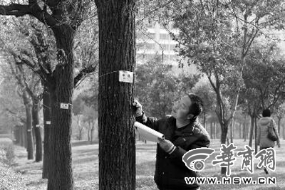 12月14日，西安市烈士陵園北廣場(chǎng)，工作人員正在核對(duì)樹(shù)木信息本報(bào)記者湯繼穎攝