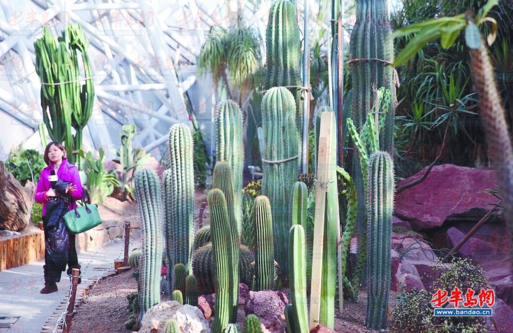 植物館內(nèi)有數(shù)十種肉類(lèi)植物仙人掌、仙人球。